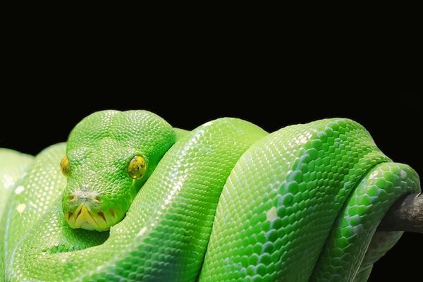 A green python